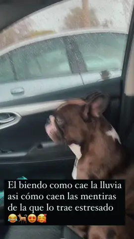 #por tus mentiras 🐕😂😂😂