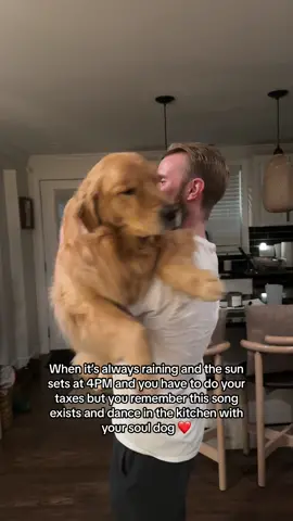 Its too good 🫶🏻 #babylon #davidgray #dogs #goldenretriever #golden #dog #goldenretrievers #cutedogs #souldog #trending #trendingsong @DANIELLE CAROLAN @David Gray 
