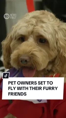 Pets could soon be welcome on board Virgin Australia flights alongside their owners, if a new plan from the airline takes off. The new policy, which would be an Australian first if approved by regulators, would allow cats and small dogs to fly in the cabin of planes, sitting under the seat of their owners. Virgin launched the policy at Melbourne Airport this morning, clarifying that it will be limited to small cats and dogs on domestic routes, sitting in designated rows rather than freely roaming around the plane. The plan would follow similar policies that have long been in place across domestic carriers in Europe and the United States. Virgin hopes to have the new policy approved by the end of the year.  #pets #puppy #melbourneairport #flight #cute 