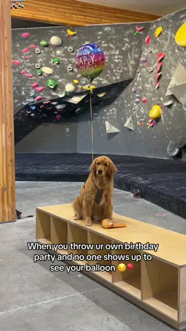 She was so excited for everyone to see her special birthday ballon 🥺 #goldenretriever #dogsoftiktok #dogtok #cutedog #birthday #cuteanimals #trending 