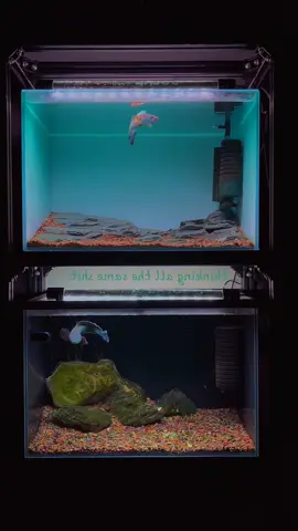 #channaauranti #channaredmozaic #aquarium #filtersponge #filteraquarium #lampuaquarium #aquascape 