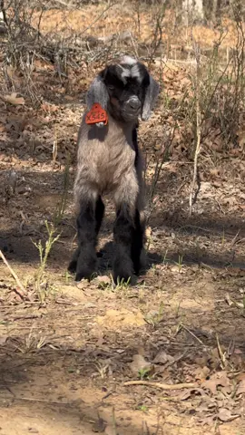 Little baby just taking in the scenery #goat #goatkid #cute #babyanimal #babygoat #chivos #fyp #adoreable #farm #farming #ranch #ranching #ranchlife #goatfarm #goatranch 