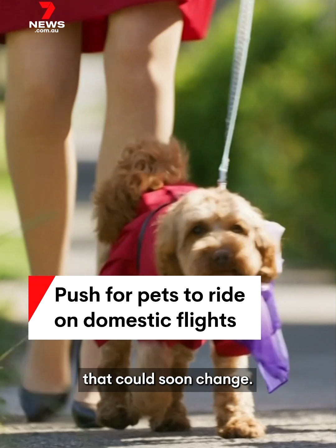 Virgin Australia is pushing to become the first local airline to allow dogs and cats onto domestic flights. #pet #pets #cats #dogs #flying #plane #planes #aviation #avgeek #virginaustralia #7NEWS