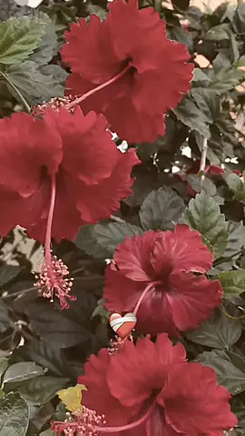 versi bunga:𝙃𝙞𝙗𝙞𝙨𝙘𝙪𝙨/𝙗𝙪𝙣𝙜𝙖 𝙨𝙚𝙥𝙖𝙩𝙪, bunga Hibiscus/bunga sepatu di jaman dulu, memiliki arti bahwa si pemberi mengakui kecantikan si penerima. Di Cina, bunga ini melambangkan ketenaran dan keindahan baik wanita maupun pria. ___________________________ #bunga #hibiscus #bungacantik #aestheticflowers #fypシ #foryou #💐💐💐💐 #hibiscus #🌺🌺🌺 