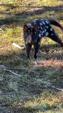 This is a wild eastern spotted quoll! Quolls become extinct on the mainland of Australia 50 years ago but remain relatively widespread in Tasmania. Beautiful animal #tasmania #fyp #wildlife #animalsoftiktok #cuteanimals #animallover #wildanimals 