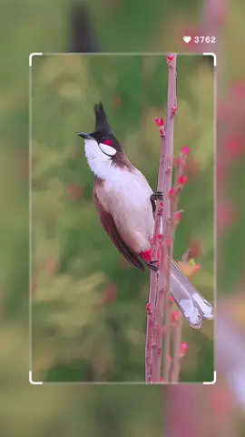 Red-whiskered Bulbul : This Bulbul is an invasive species and poses a threat to agriculture by damaging crops, outcompeting other species, and distributing non-native seeds. Otherwise, these birds can be found in lightly-wooded areas where it thrives on fruits and insects. Although it is an invasive species, native populations are believed to be on the decline. Protecting Feathers, Preserving Futures🌍🪶🪶  #viral #بلبل #طيور_الزينة #طيور  Insta Adventures From My Heart to Yours: Share It with Your Beloved, Save Forever.  Follow @wildsafarisaga join our journey together ❤️ . . . . #redwhiskeredbulbul #bulbul #birdphotography #reels #reelsvideo #BirdsInHands #birdsinmotion #birdvideo #bird_brilliance #bird_captures #wildsafarisaga #earth