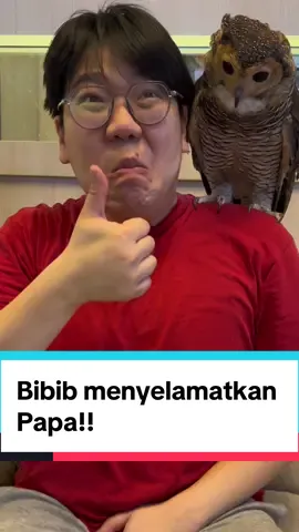 Bibib gak sengaja kan ngincernya?😭 #bibibfamily #owls #cuteanimals #videolucu 
