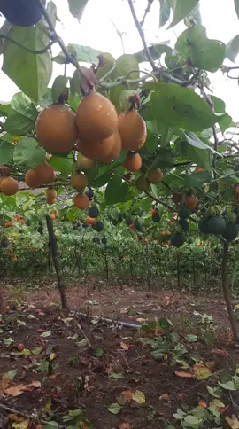 #vidaen en el campo #granadilla #naturalezapura