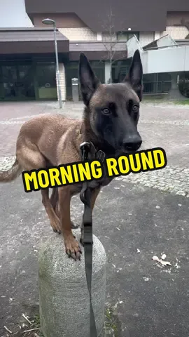 THIS IS HOW WE WALK OUR DOGS IN THE MONEONG! Always stay interesting and busy with your dogs #dogtrainer #malinois #dog #dogtrainingtips #dogsoftiktok #DogTraining #obedience #hund #dogwalk 
