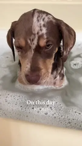 #onthisday #catahoulaleoparddog 