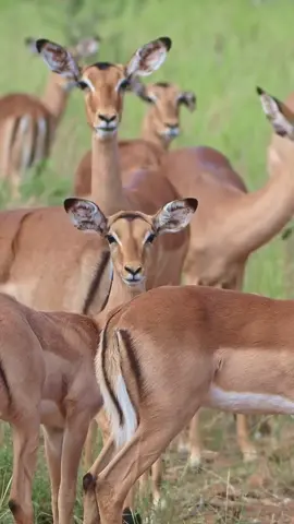 Built for running & jumping, the Impala is able to make jumps that are more than 10 m long & 3 m high. It can reach peaks of speed of 110 km/h in order to escape its predators, running in zigzags in order to disorientate them These animals will not jump if they cannot see where their feet will land, they are afraid to take a risk #impala #wildlife #safari #africa #wildanimals #southafrica #nature 