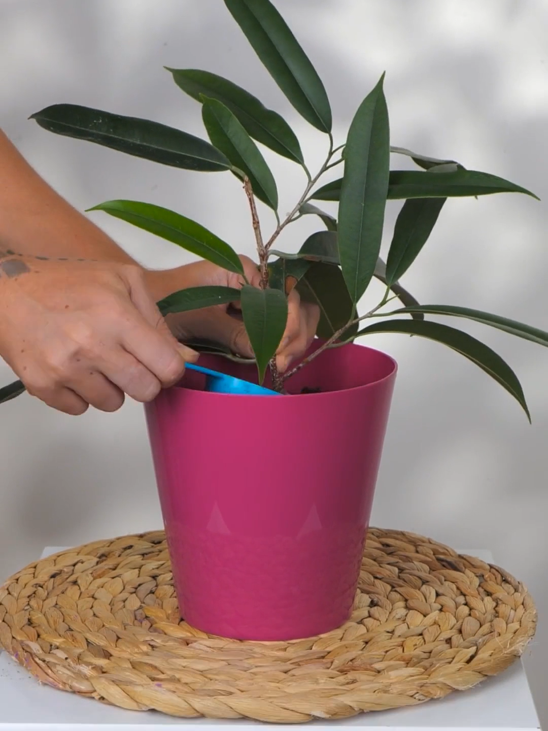 Truques para fazer suas plantas crescerem #gardening #plants