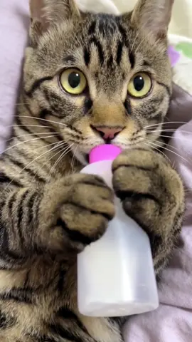 Holding the bottle with both hands, like a child🤣#pet #fyp #cat #funnyvideos #cats #catsoftiktok #cutecat 