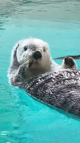 Hello. #Day523 of #otter. He is vibin 😎. Bye. #ottertok #fy #cute #mmd #vibe Credit: masamin01