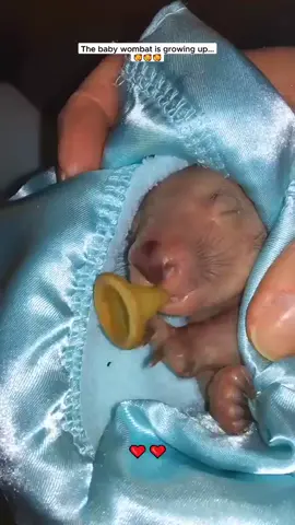 Cute baby wombat #wombat #babywombat #wombatsoftiktok #PetsOfTikTok #animals #animalsofttiktok #animalrescue 