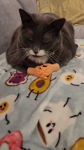 tiny hands on my cat no privacy #PetsOfTikTok #cats #michaeljackson #tinyhands #funny #volumeup 