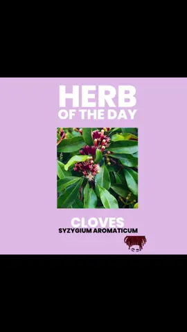 Herb of Today: Cloves 🌱 Here are some benefits of integrating Cloves in your everyday life. Cloves has a WIDE range of uses but here I am naming a few. Go follow @mysticalmeeks MY ONLY PAGE Also check out Herb uses post! Sending and welcoming back abundant BLESSINGS and PEACE alongside LOVE and LIGHT ❤️🧿 #fyp #vvitch #vvitchtok #vvitchfyp #hoodoo #mysticalmeeks #astrology #angelnumbers #metaphysicalhealing #metaphysical #roots #rootwork #herbs #herbalmedicine #herbalbaths #herbaloil #spiritualbaths #spelljars #protection #spiritualawakening #spiritualjourney #Love #friendship #diabetes 