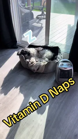 Rocky is all about his Vitamin D Naps!!! #nap #shitzu #rocky #rockyshitzu #thursday #naplife #vitaminDnaps #ineedanap 