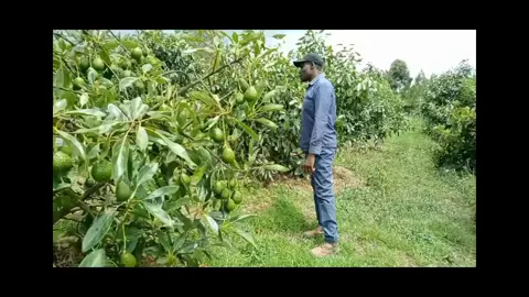 The Farm ~Crokfarm~