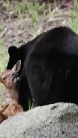 Bear hunting baby deer #wildlifemagictv#wildlifemagic#wildlife#wild#life#nature#wildlifelovers #wildanimals 