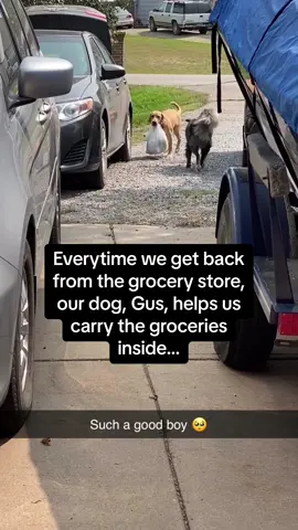 Gus is a real one for this 🐶 #Pubity (Via: @ViralHog)