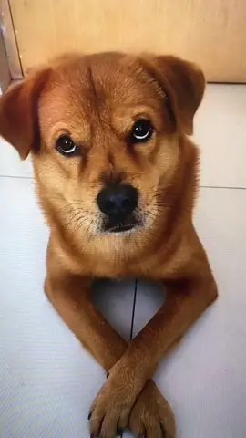 #dog#fyp #dogsoftiktok #foryou #tiktok#funny