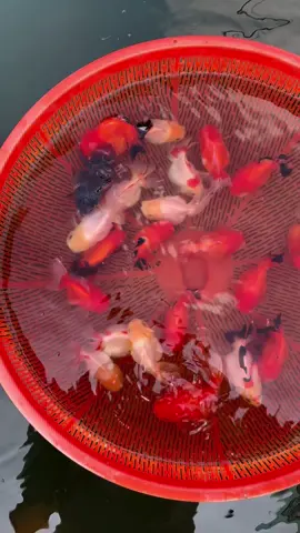 Đam mê là bất tận đúng khum mấy ae đồng ngư 😝😝😝  #heonuoc #cavang #oranda #orandagoldfish #viral #cacanhsaigon #cacanhsaigon #yeucacanh #fish #sale 