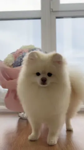 #dogsoftiktok #pomeranian ###померанскийшпиц #spitz 