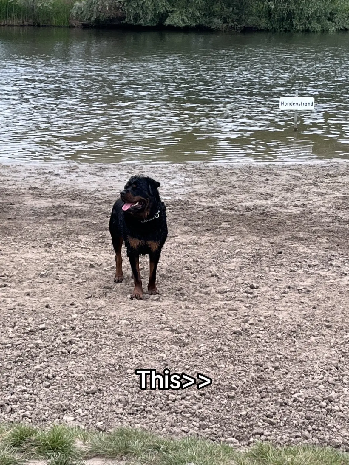 #rottweiler #dogsoftiktok #rottweilersoftiktok 