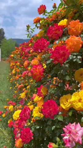 The Vine Chameleon Rose can be woven into different shapes, and can be made into a wall screen, an arch, or a heart shape.  Flowering period up to 8 months