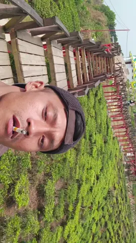 #CapCut 
