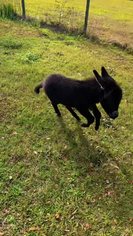 I could watch him run around all day. You can feel his love for life, his energy❤️#babydonkey #farmlife #animallove #gratitude #farmsoftiktok 