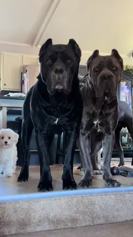 #canecorso #dog #pet #fyp #foryou