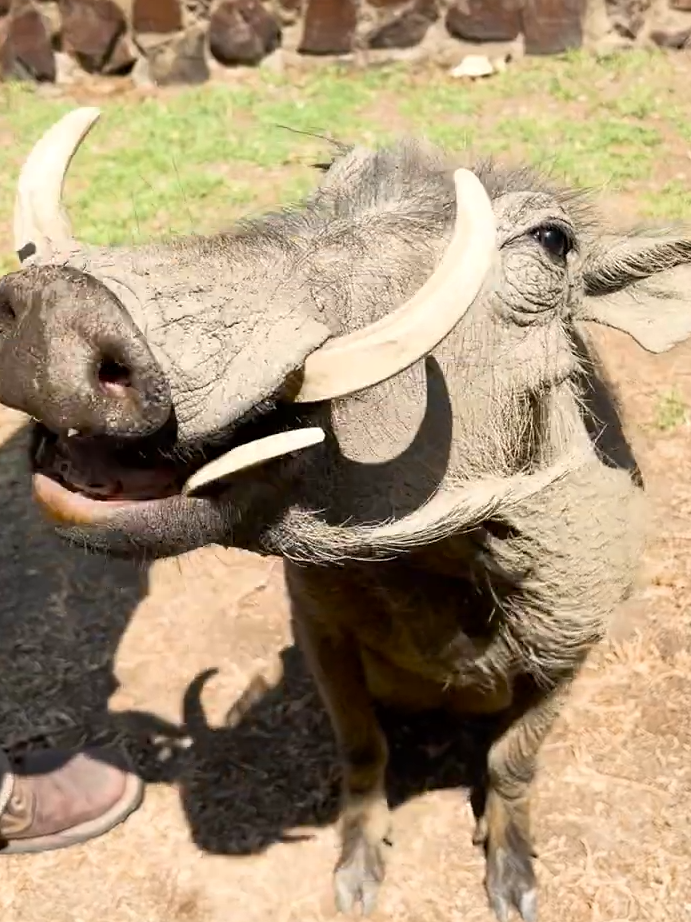 Mika the Warthog LOVES a snack 😂 #animals #animalsoftiktok #animallover #wildlife