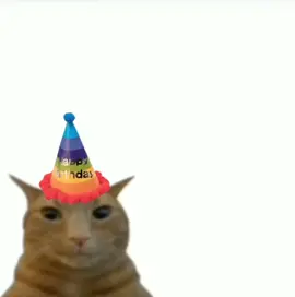 Happy birthday #cat #birthday #birthdaycat #silly 
