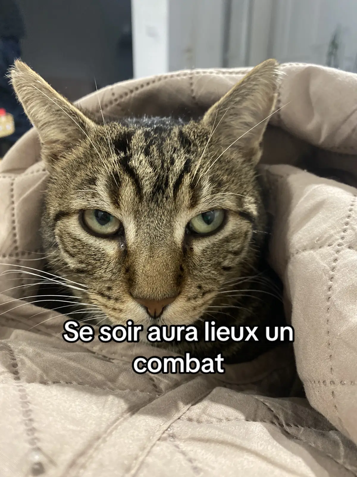 Se sera un gros combat on l’espère #cat #fyp #fypシ 