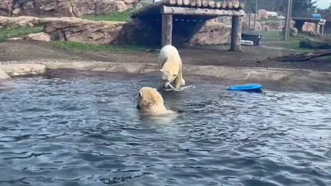 Polar bear half-sisters Nora and Amelia Gray were recently filmed engaging in a powerful game of tug-of-war in one of their saltwater pools at the Oregon Zoo in Portland. #news #fyp