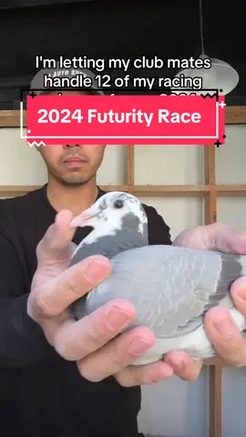 Good luck to us! #racingpigeons 