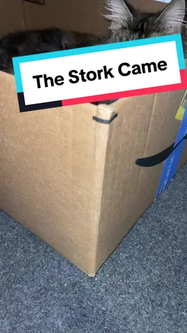 The stork came #mainecoonkittens #omg #blackkittens #bigbadwolf #peek #sassykoonz #breeder #quality #lapofluxury 