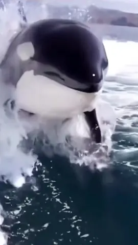 Although we call orcas 