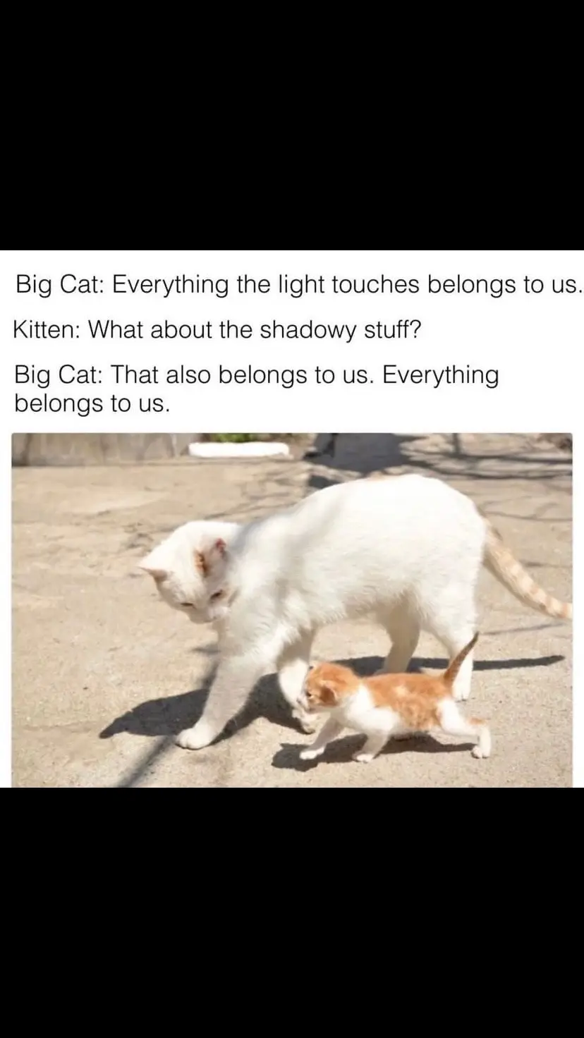 Pretty accurate  #catsofinstagram #furriend #furryfriends #furbaby #rescuecat #catlover #catowner #catlove #cutecats #timeflies #throwback #kitty #kitten #catlife #cats