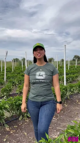 El campo mexicano crece gracias al talento, la dedicación y el coraje de las mujeres que lo cultivan. Sigamos cosechando logros juntas. 🌱✨💚🌈 8 de marzo - Día internacional de la mujer  💜💚 #MujeresAgricultoras #jovenesagricultoras #mujeragricola #mujeragro 