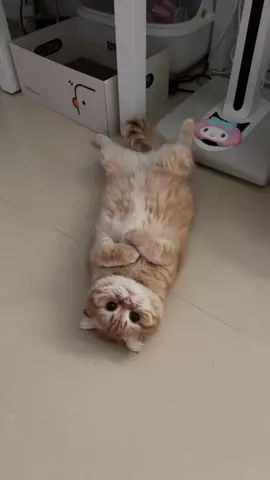 อันนี้หน้าหัก  #แมว #แมวตลก #แมวน่ารัก #cat #แมวส้ม #แมวอ้วน 