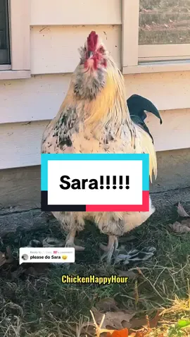 Replying to @.♡𝑆𝑎𝑟𝑎..🎀 Frankie the #rooster is joining the search.. where are you #sara #sarah #sally #sar #sari 👀#chickens #funny #cute #funnyanimals #chickensoftitkok #chickentok #chickenhappyhour audio: @memesdetudo 🫶