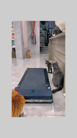 #cuti #pet 