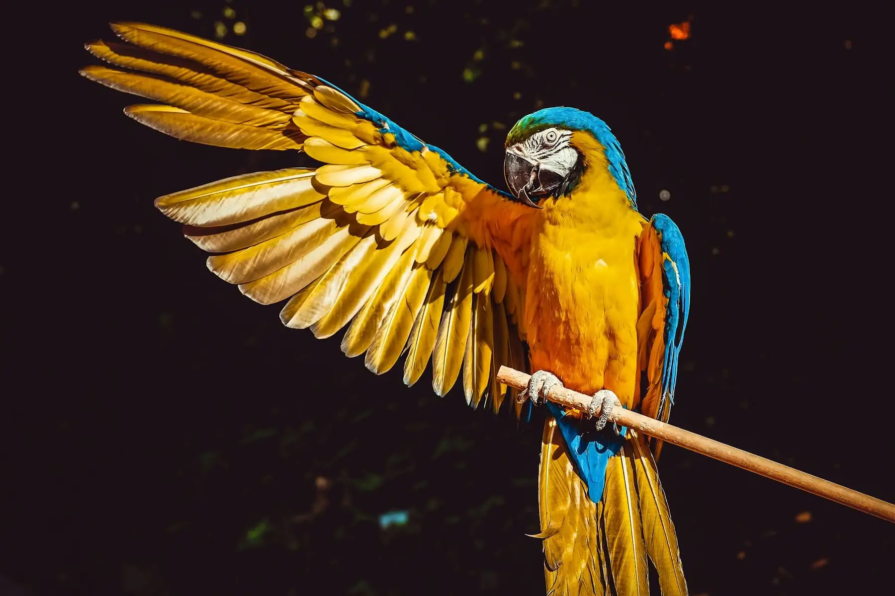PARROT WALLPAPER✨💞 #parrot #birdsphoto #foryou #foryoupage #pakistanbirds