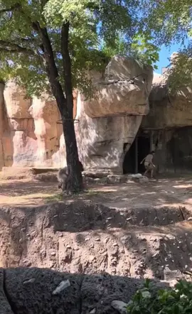 Worker gets stuck in gorilla cage 😳😳😳 #scary #whatwouldyoudo #OhNo #hellno 