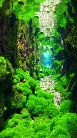 I want this water channel to stay as it is forever ☺️#relax #calm #underwater #underwaterworld #nature #japan #水中 #水中撮影 #水中映像 #水中の世界 
