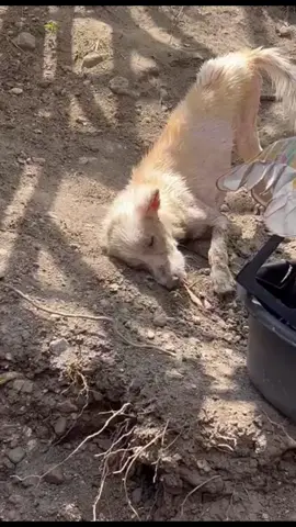 WHITEY UPDATE: BAGONG LIGO SI “WHITEY” NAGLARO SA LUPA 😅🐕 #Whitey #Straydogs #babycali #dogsoftiktok #fyp 