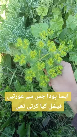 قاضی دستار / Sun spurge / Euphorbia helioscopia #plants #medicinalplant #poisonousplant #beauty #sunspurge #euphorbia #viral #shorts #fyp #foryoupage 